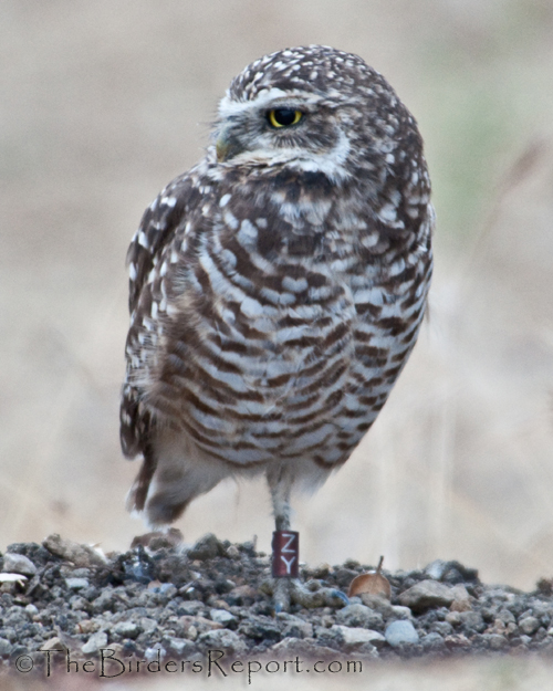 Burrowing Owl at Mission College, burrowing owl, owl