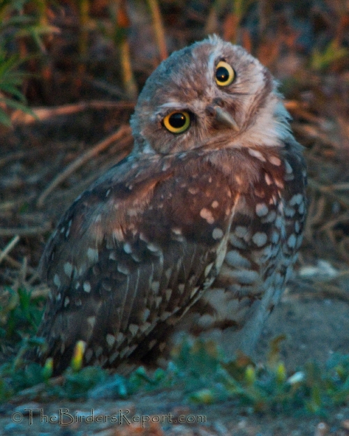 Burrowing Owl Head Tilt