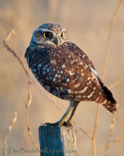 Western Burrowing Owl