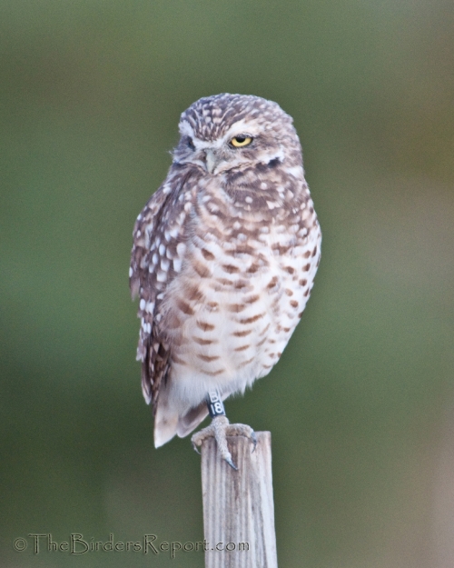 Burrowing Owl Perched