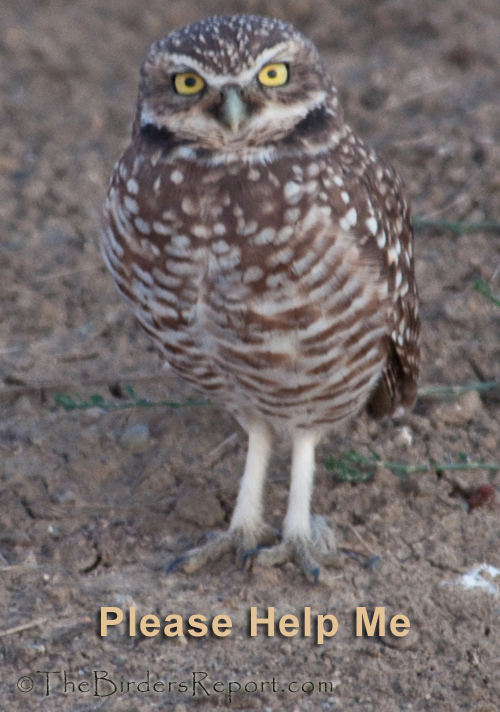 Burrowing Owl, owl
