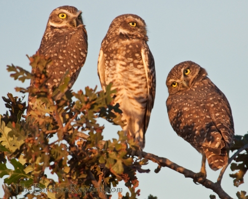 Burrowing Owl at Sunset