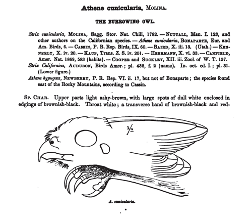 Burrowing Owl 1870