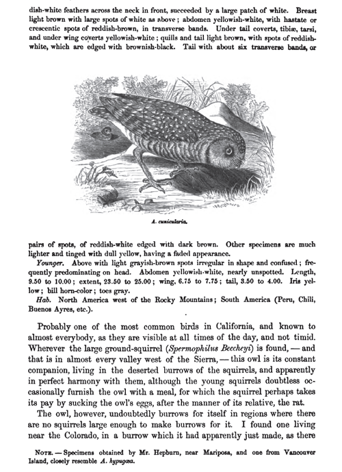 Burrowing Owl 1870