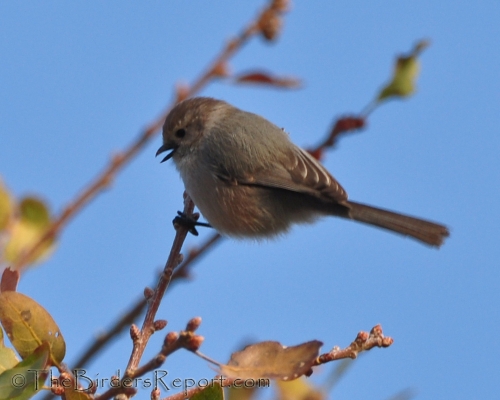 Bushtit Male