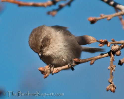Bushtit Female