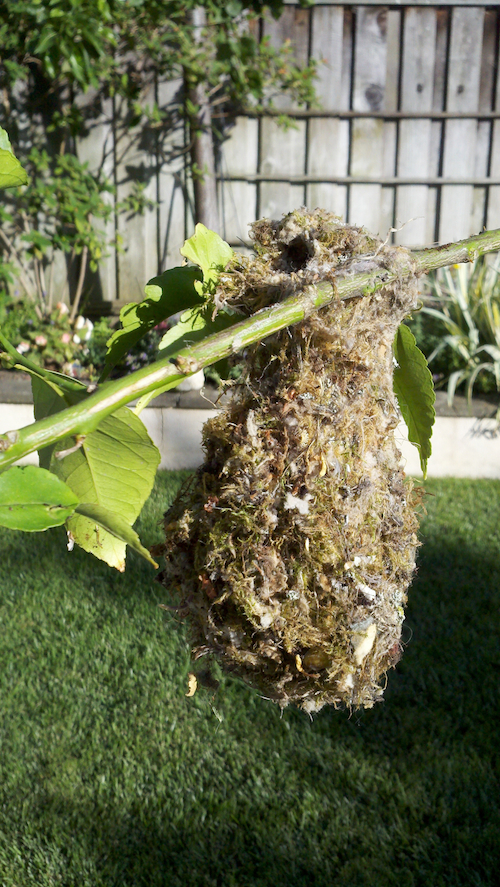 Bushtit Nest