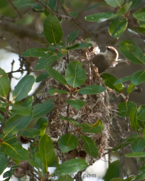 Bushtit Female Building Nest, Bushtit