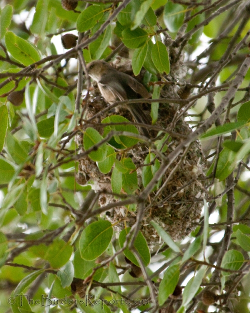 Bushtit Female Building Nest, bushtit
