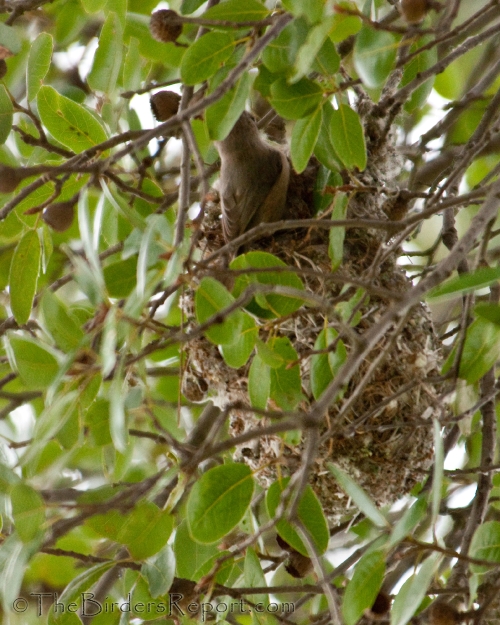 Bushtit Female Building Nest, bushtit