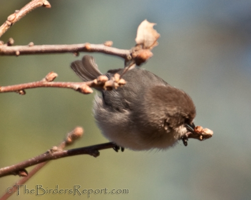Bushtit Female