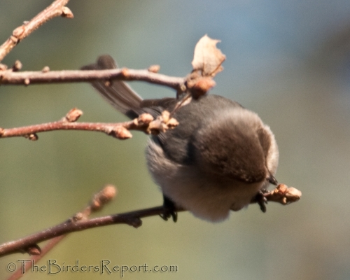 Bushtit Female
