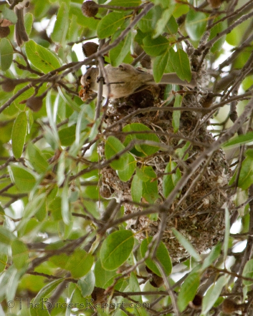 Bushtit Male Building Nest, bushtit