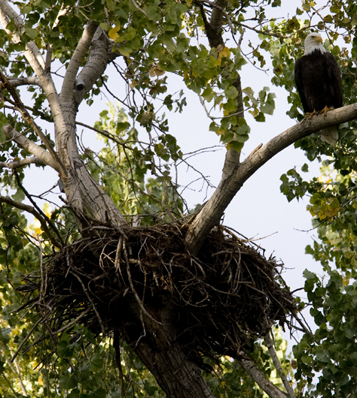 Bald Eagles Return To Redding California