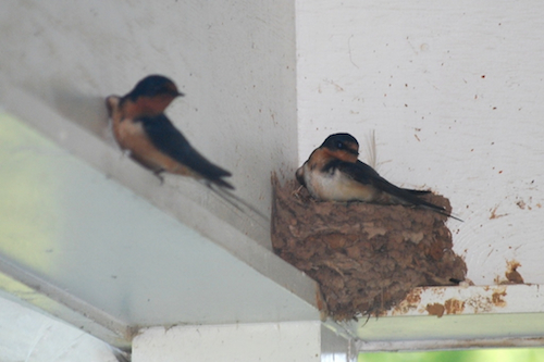 Barn Swallow Nest