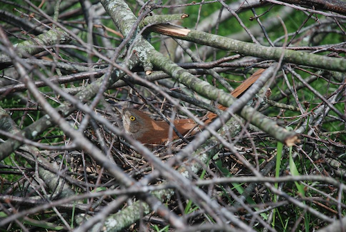 Brown Thrasher in Nest