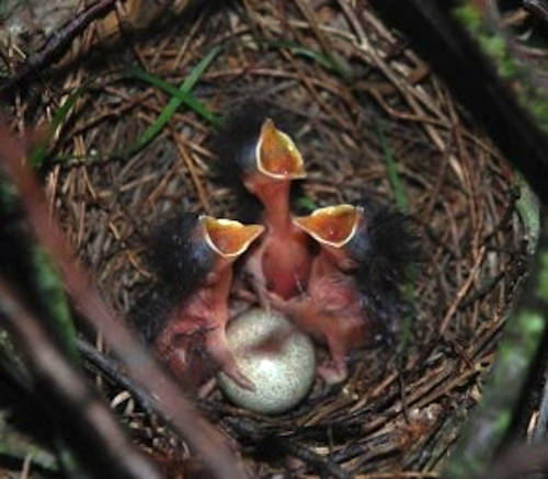 Brown Thrasher Egg and Chicks