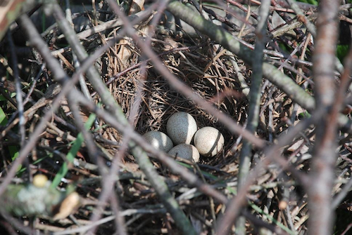 Brown Thrasher Nest and Eggs
