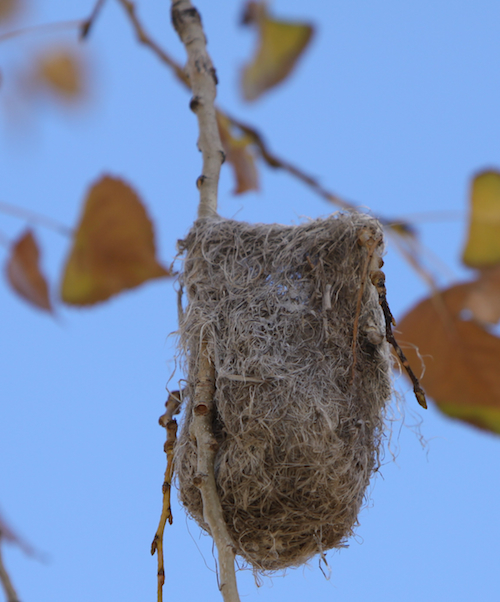 Bullock's Oriole Nest