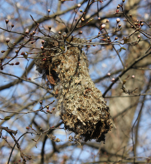 Bushtit Nest