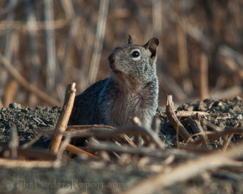 California Ground Squirrel