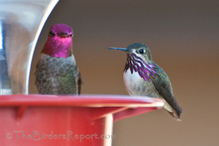Calliope and Anna's Hummingbirds at Feeder