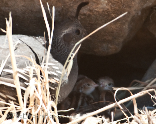California Quail Female with Chicks