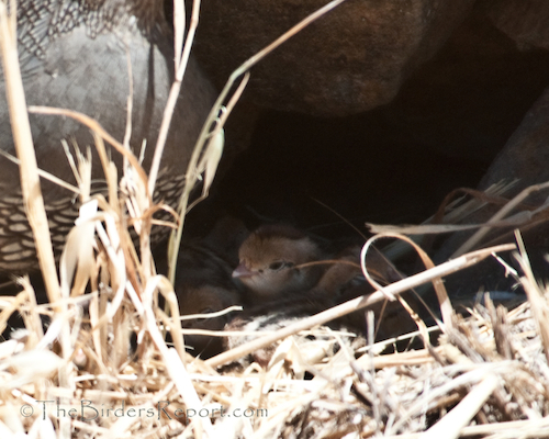 California Quail Chicks