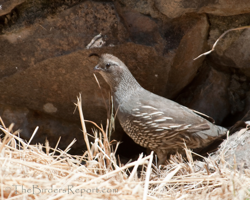 California Quail Female