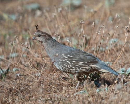 California Quail Female
