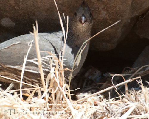 California Quail Female with Chicks