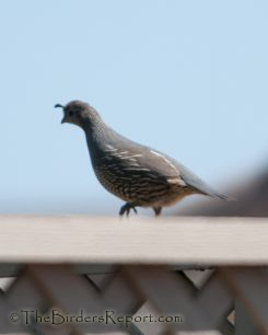California Quail Female