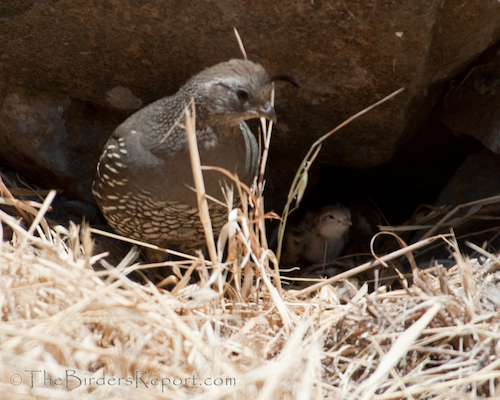 California Quail Female with Chicks