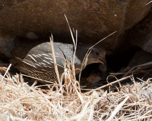 California Quail Female with Chicks
