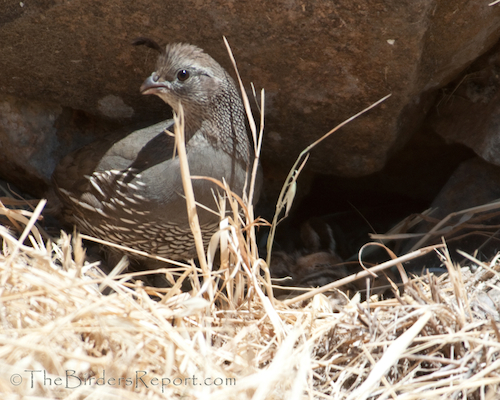 California Quail Female with Chicks