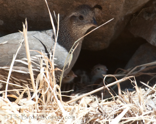 CAlifornia Quail Female with Chicks
