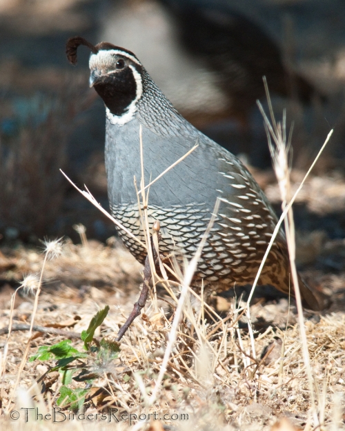California Quail Male
