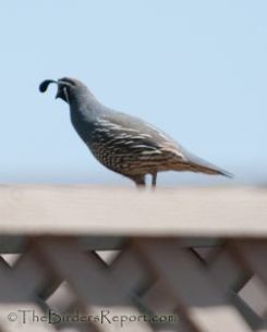 California Quail Male
