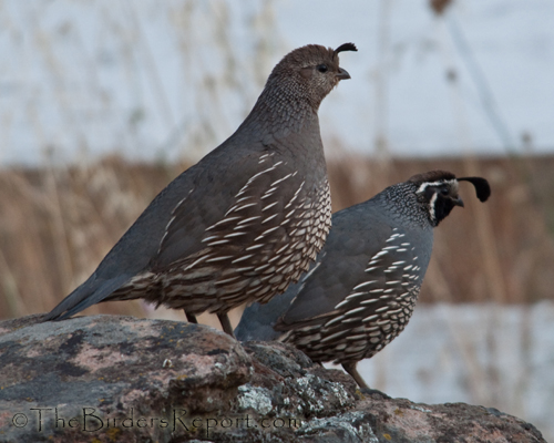 California Quail, quail