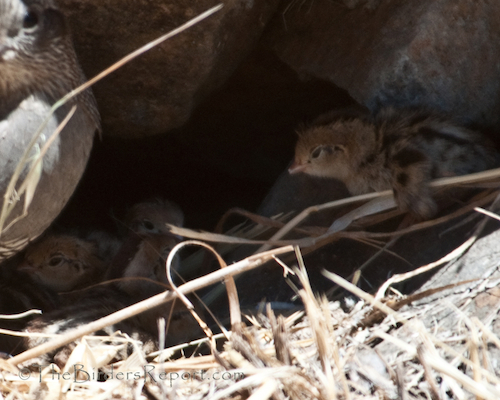 California Quail Female with Chicks