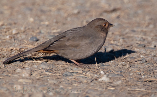California Towhee