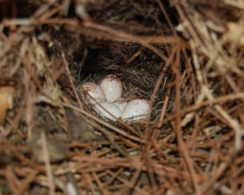 Carolina Wren Eggs, bird eggs