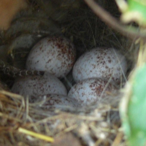 Carolina Wren Eggs