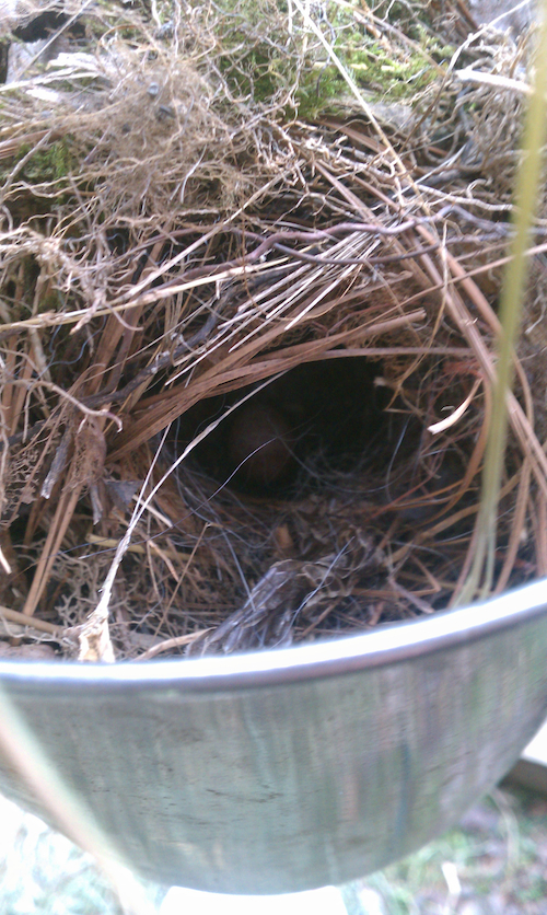 Carolina Wren Nest