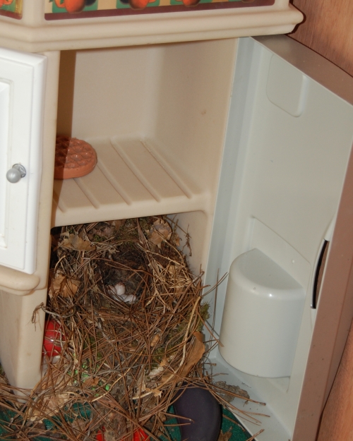 Carolina Wren Nest, bird nest