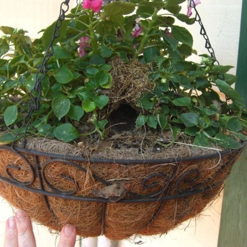 Carolina Wren Nest in Hanging Basket