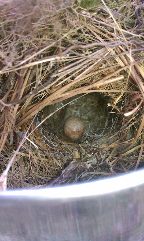Carolina Wren Nest and Egg
