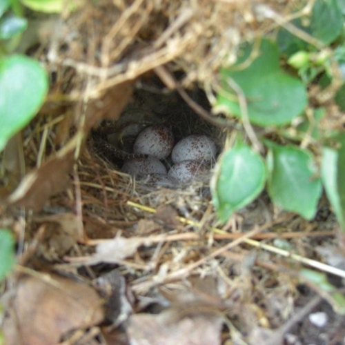 Carolina Wren Nest With Eggs