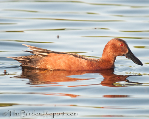Cinnamon Teal, ducks, digiscoped