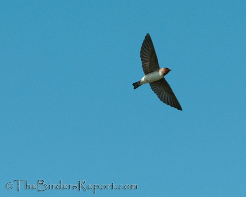Cliff Swallow, swallow